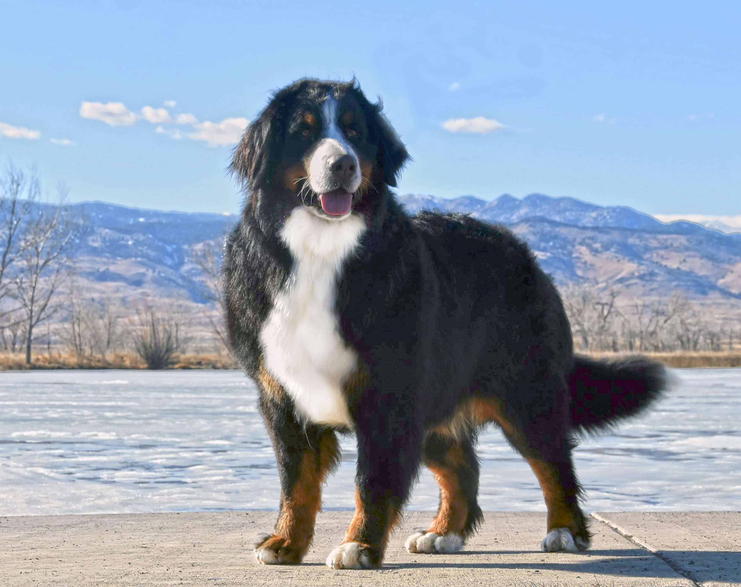 Shania - Haystack Acres Berner and Corgi Breeder